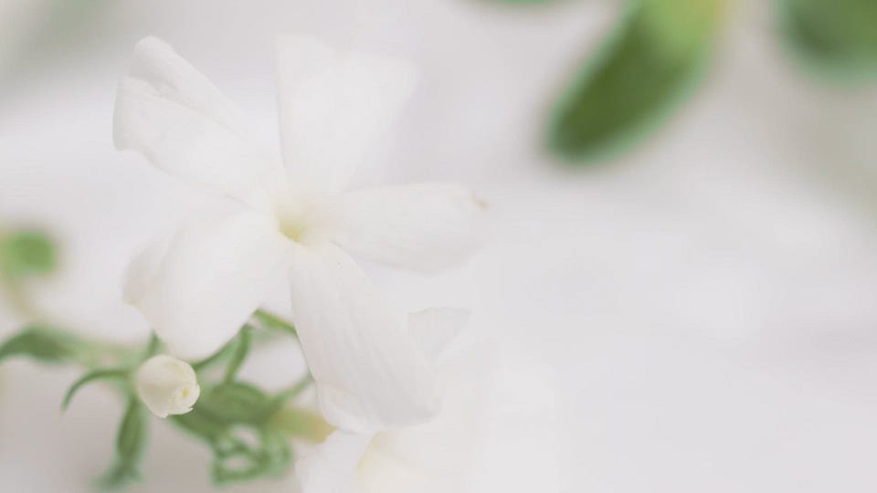 トライアルセット | マニフィーク公式オンラインショップ