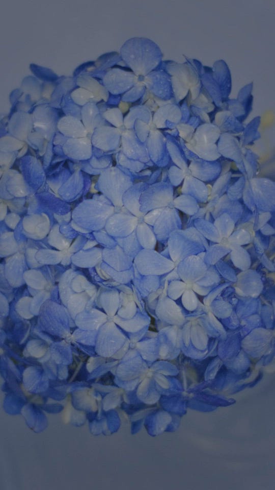 4月25日発売】Blue Hydrangea 初夏の訪れを彩る、ブルーハイドレンジア